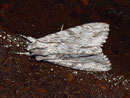 Auchmis detersa (Berberitzeneule) / NOCTUIDAE (Eulen)