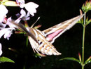 Hyles livornica (Linienschwärmer) / SPHINGIDAE (Schwärmer)