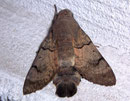 Macroglossum stellatarum (Taubenschwänzchen) / SPHINGIDAE (Schwärmer)