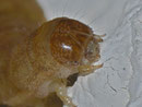 Phlogophora meticulosa (Achateule, Raupe) / CH BE Hasliberg 1050 m, 04. 03. 2012