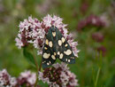Callimorpha dominula (Schönbär) / CH BE Hasliberg 1100 m, 05. 07. 2014