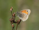 Coenonympha pamphilus (Kleines Wiesenvögelchen) / CH BE/FR Sense/Schwarzwasser zwischen Heitenried und Schwarzenburg 653 m, 13. 05. 2012