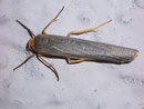Eilema complana (Gewöhnlicher Flechtenbär) / ARCTIIDAE/Lithosiinae (Bärenspinner)
