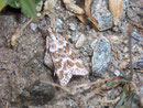 Eudonia sudetica / CRAMBIDAE/Scopariinae (Zünsler)