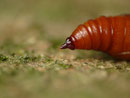 Kremaster von Eupithecia venosata
