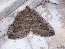 Hydriomena furcata (Heidelbeer-Palpenspanner) / GEOMETRIDAE/Larentiinae (Spanner)