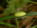 Apoda limacodes (Grosser Schneckenspinner, junge Raupe) / CH BE Hasliberg 1200 m, 19. 09. 2014 