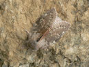 Stauropus fagi (Buchen-Zahnspinner) / NOTODONTIDAE (Zahnspinner)