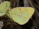 Colias croceus (Postillon, Wandergelbling) / PIERIDAE/Coliadinae (Weisslinge, Gelblinge)