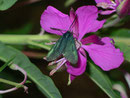 Jordanita notata (Seltenes Grünwidderchen) /  ZYGAENIDAE/Procridinae (Widderchen)