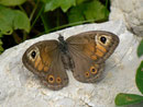 Lasiommata petropolitana (Braunscheckauge, Weibchen) / CH VS Montagne de Fecon 1630 m, 07. 08. 2012