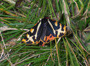 Parasemia plantaginis (Wegerichbär) / ARCTIIDAE/Arctiinae (Bärenspinner)