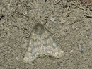 Dasypolia templi (Graugelbe Rauhaareule) / NOCTUIDAE/Xyleninae (Eulen)