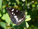 Limenitis reducta (Blauschwarzer Eisvogel) / NYMPHALIDAE/Nymphalinae (Edelfalter)