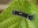 Lymantria monacha (Nonne) / CH BE Hasliberg 1100 m, 21. 05. 2022 (an Rubus fruticosus)