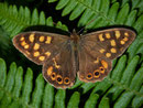 Pararge xiphioides (Kanaren-Waldbrettspiel, Kan. Inseln, Männchen) / NYMPHALIDAE/Satyrinae (Edelfalter)
