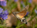 Macroglossum stellatarum (Taubenschwänzchen) / CH BE Hasliberg 1050 m, 19. 11. 2011