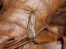 Diurnea lipsiella / CHIMABCHIDAE