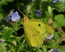 Colias hyale (Goldene Acht, Männchen) / CH BE Hasliberg 1050 m, 10. 09. 2006