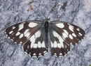 Melanargia galathea (Schachbrettfalter) / NYMPHALIDAE/Melanargiini (Edelfalter)