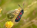 Zygaena carniolica (Krainisches Widderchen) / CH TI Serravalle Dagro 1400 m, 27. 07. 2017