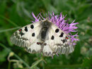 Parnassius phoebus (Hochalpen-Apollo) /  PAPILIONIDAE/Parnassinae (Ritterfalter)