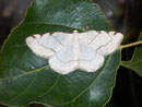 Stegania trimaculata (Dreifleck-Pappelspanner) / GEOMETRIDAE/ Ennominae (Spanner)