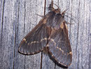 Poecilocampa populi (Kleine Pappelglucke, Weibchen) / LASIOCAMPIDAE (Glucken)