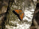 Nymphalis polychloros (Grosser Fuchs) / CH TI Riviera, Iragna 500 m, 12. 03. 2020