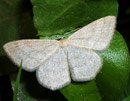 Scopula ternata (Heidelbeer-Kleinspanner) / GEOMETRIDAE/ Sterrhinae (Spanner)