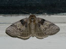 Tethea or (Pappel-Eulenspinner) / DREPANIDAE (Wollrückenspinner)