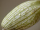 Eupithecia venosata (Vergrösserung der Eier).