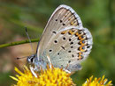 Plebejus argus (Geissklee-Bläuling, Männchen) / CH VS Rosswald Fleschbode 2000 m, 25. 07. 2008