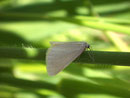 Udea austriacalis / CRAMBIDAE/Spilomelinae (Zünsler)