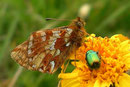 Boloria napaea (Ähnlicher Perlmuttfalter, Männchen) /  CH Grand St-Bernardpass 2500 m, 30. 07. 2006