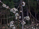 Prunus spinosa (Schlehdorn) / Rosaceae