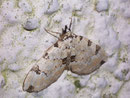 Colostygia pectinataria (Prachtgrüner Bindenspanner) / GEOMETRIDAE/Larentiinae (Spanner)