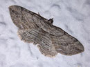 Horisme tersata (Waldrebenspanner) (Heidespanner) / GEOMETRIDAE (Spanner)