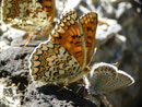 Melitaea phoebe (Flockenblumen-Scheckenfalter) /  CH VS Binntal Chelliwald 1844 m, 17. 08. 2016