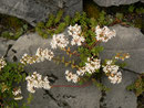 Sedum album (Weisser Mauerpfeffer) / CRASSULACEAE