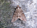 Polia hepatica (Birken-Blättereule) / NOCTUIDAE (Eulen)