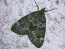 Chloroclysta siterata (Olivgrüner Bindenspanner) / GEOMETRIDAE/Larentiinae (Spanner)