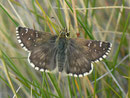 Pyrgus alveus (Sonnenröschen-Würfelfalter)