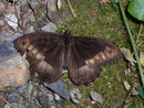 Hipparchia genava (Grosser Waldportier) / NYMPHALIDAE/Satyrinae (Edelfalter)