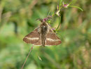 Malacosoma alpicola (Alpiner Ringelspinner, Männchen) / CH OW Kerns Ächerlipass Heitletswald 1540 m, 18. 08. 2014