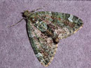 Chloroclysta siterata (Olivgrüner Bindenspanner) / GEOMETRIDAE/Larentiinae (Spanner)