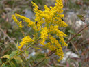 Solidago canadensis (Kanadische Goldrute) / ASTERACEAE