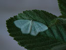 Jodis lactearia (Laubwald-Grünspanner) / GEOMETRIDAE/Geometrinae (Spanner)