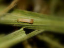 Coenonympha pamphilus (Kleines Wiesenvögelchen) / CH BE Diemtigtal, Schwenden, Grimmialp 1210 m, 30. 09. 2019
