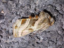 Euchalcia variabilis (Eisenhut-Höckereule) / NOCTUIDAE (Eulen)